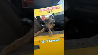 Island Problems 🥥🏝#realsailboatlife #islandlife #stthomas #jeep #yorkie #sailingbyefelicia