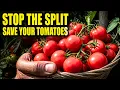 Why Your Tomatoes Split Open on the Vine and How To Stop It