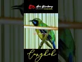 Download Lagu CUNGOK ISIAN ISITIMEWA