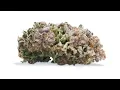 Dirty Banana weed strain