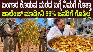 ಬಂಗಾರ ಕೊಡುವ ಮರದ ಬಗ್ಗೆ ನಿಮಗೆ ಗೊತ್ತಾ ಚಾಲೆಂಜ್ ಮಾಡ್ತೀನಿ 99% ಜನಗಳಿಗೆ ಗೊತ್ತಿಲ್ಲ Golden tree