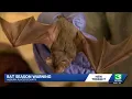 Auburn police warn residents as bat season picks up in foothills