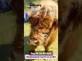 Download Lagu Discover Who are the Secret Soil Makers!