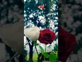 Download Lagu love#white#red#flower#nature#background