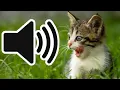 Download Lagu SUARA ANAK KUCING MEONG-MEONG MEMANGGIL TEMANNYA