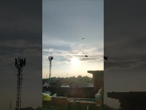 kite fighting & kite looting 😨।। #shorts #Kite #kitelooting #kiteflying #patang #patangwala #loot