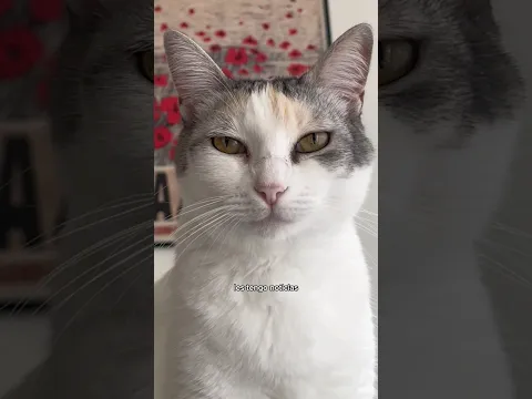 Ahora sí se pasaron 😿