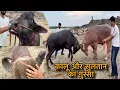 Download Lagu Aaj Sultan or kaalu ko le aaye aamne samne || @Bull.Rider-Vlogs