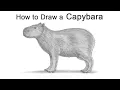 How to Draw a Capybara