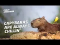 Capybaras the Largest and Chillest Rodents in the World