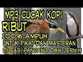 Download Lagu Mp3 Cucak kopi ribut terbaik dan jernih 100% ampuh untuk pikat dan masteran