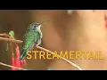 Download Lagu Burung Streamertail Paruh Merah (Betina)