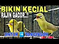 Download Lagu JERNIH SUARA BURUNG KECIAL KUNING || @lombokkecialkuning