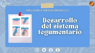 Desarrollo del Sistema Tegumentario I Laboratorio de Embriología BUAP