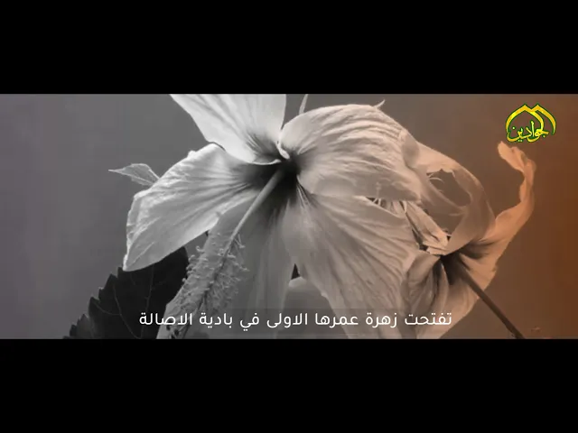 ⁣سلامُ اللهِ عليكِ يَا سَيدَتي يَا أمَ البَنينَ