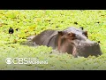 Pablo Escobar s hippos keep multiplying and Colombia doesn t know how to stop it