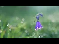 The Eagle: Fantasy Flute Music with Birds Singing & Relaxing Nature
