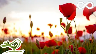 موسيقى فلوت خيالي ة مع تغريد الطيور ومشهد طبيعي مريح The Eagle 