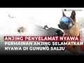 Download Lagu Kisah Haru Anjing Bantu Cari Jenazah dan Selamatkan Nyawa di Gunung Salju | OneNews Update