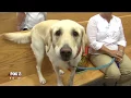 Manatee court swears-in first courtroom support dogs 8-4-17