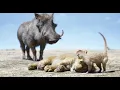 Download Lagu The Lion King - We noemen hem Fred (NL gesproken) - Disney NL