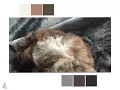 puppy gif