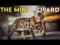 Bengal Cat 101 - Learn ALL About Them