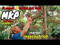 Lagu Pakai pupuk MKP setelah 2-3 bulan hasilnya luar biasa maasyaAlloh,,mantul/petani lampung barat