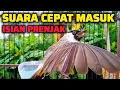 Lagu KUTILANG GACOR ISIAN PRENJAK SUARA MUDAH MASUK UNTUK MASTERAN
