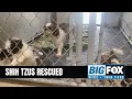 Southern Tier Animal Control Rescues 26 Shih Tzus Receives Overwhelming Community Support