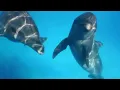 Our Beautiful Planet in 1 Hour | Ice, Oceans, Deserts & Night Sky