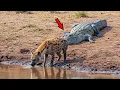 Download Lagu The hyena didn’t see the crocodile! 21 Insane Moments of Wild Nature