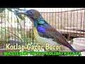 Download Lagu kolibri kelapa | manggar | wiceh | korlap gacor bocor masteran kolibri kelapa