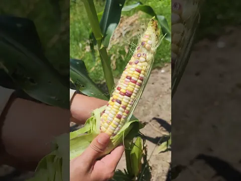 Fresh corn ripe on the tree, delicious corn kernels #satisfying #fruitcuting #fruit