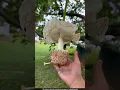 Download Lagu The pollination of this flower is done by numerous bats 😱l #flowers