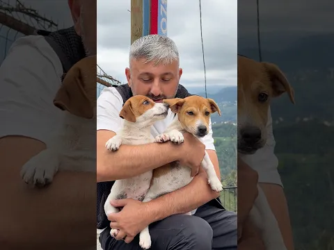 #junior #jackrussell