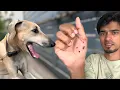 Download Lagu MAARAN attacked ME..🤯😱 *DANGER* செம்ம கடி😟