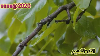 مؤثرات صوتيه للمونتاج صوت المطر بدون حقوق طبع ونشر 