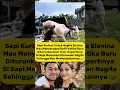 Download Lagu Detik-Detik Sapi Nagita Seruduk Raffi Ahmad Saat Turun dari Truk, Netizen: Paham Banget! #raffiahmad