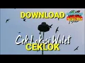 Download Lagu 🔴DOWNLOAD CEKLOK JERNIH (Cek Lokasi Populasi Burung Walet)