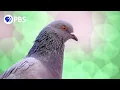 Do NYC Pigeons Ever Sleep