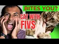What Happens If a Cat with FIV Bites You