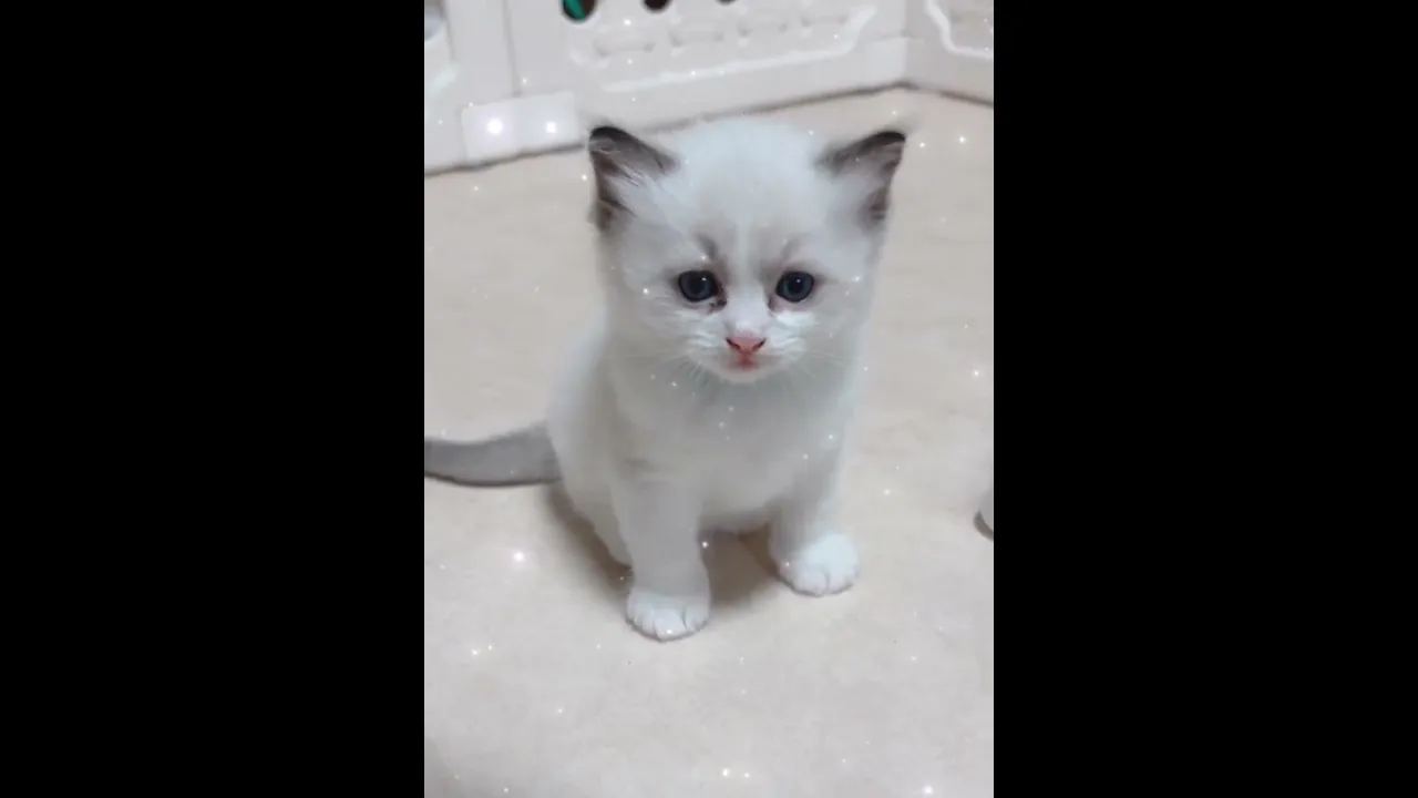 動画