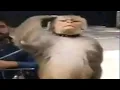 Download Lagu Top 10 Monkey Fact