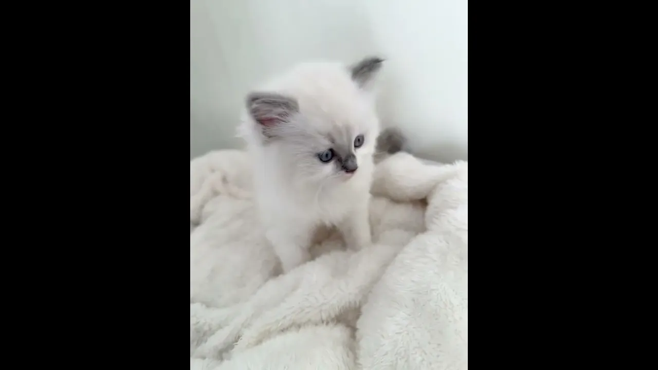 動画