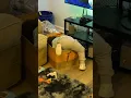 Kid in a box Starquan Washington