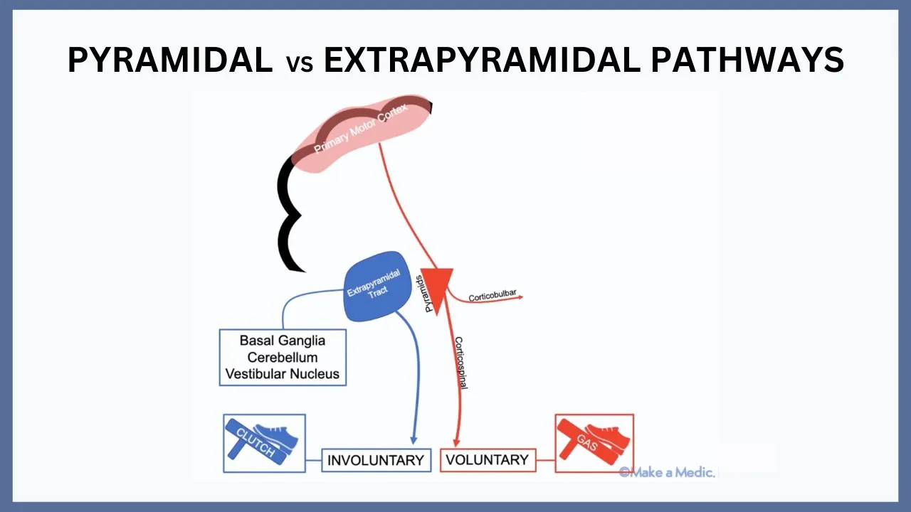 Pyramidal vs Extrapyramidal Pathways Explained