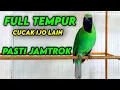Lagu Auto Emosi | Pancingan Cucak Ijo Gacor ngentrok
