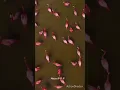 江蕙 美麗的交換