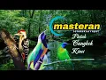 Download Lagu MASTERAN DAN GREMECIK AIR || TEMBAKAN BURUNG PELATUK , CUCAK CUNGKOK DAN CUCAK KINOY